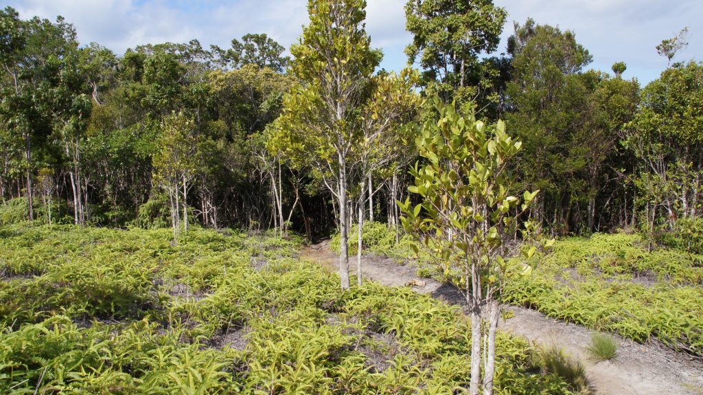 Blick zurück in den Wald